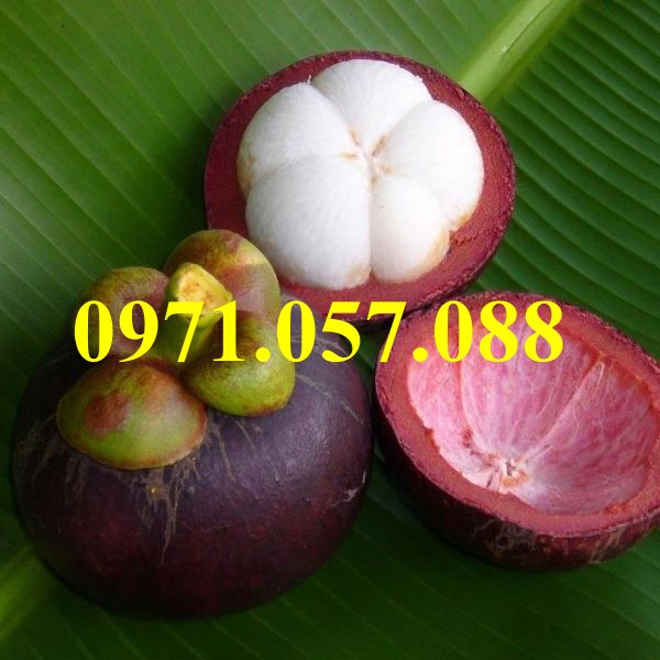 CÂY GIỐNG MĂNG CỤT